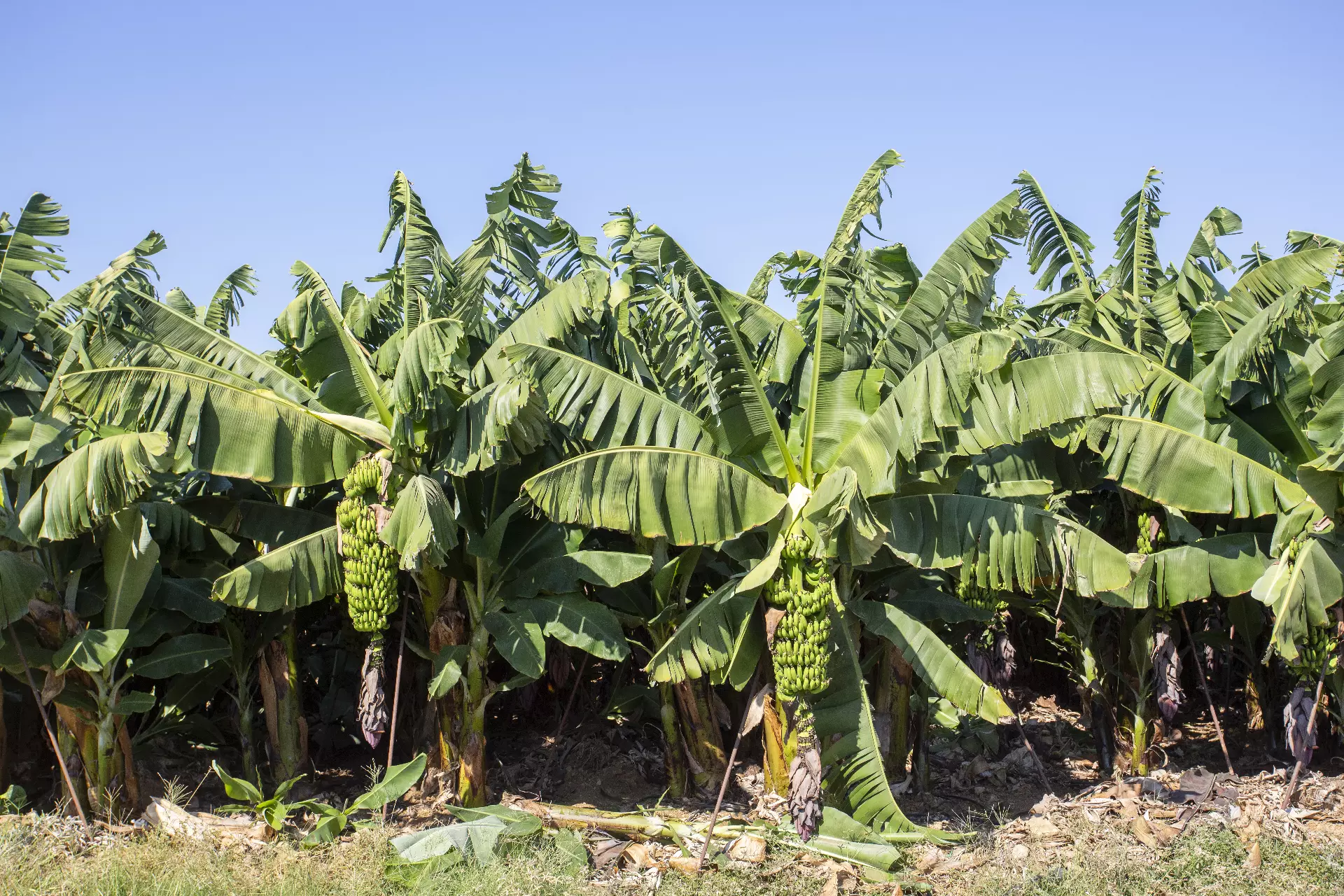 Bananas crop field