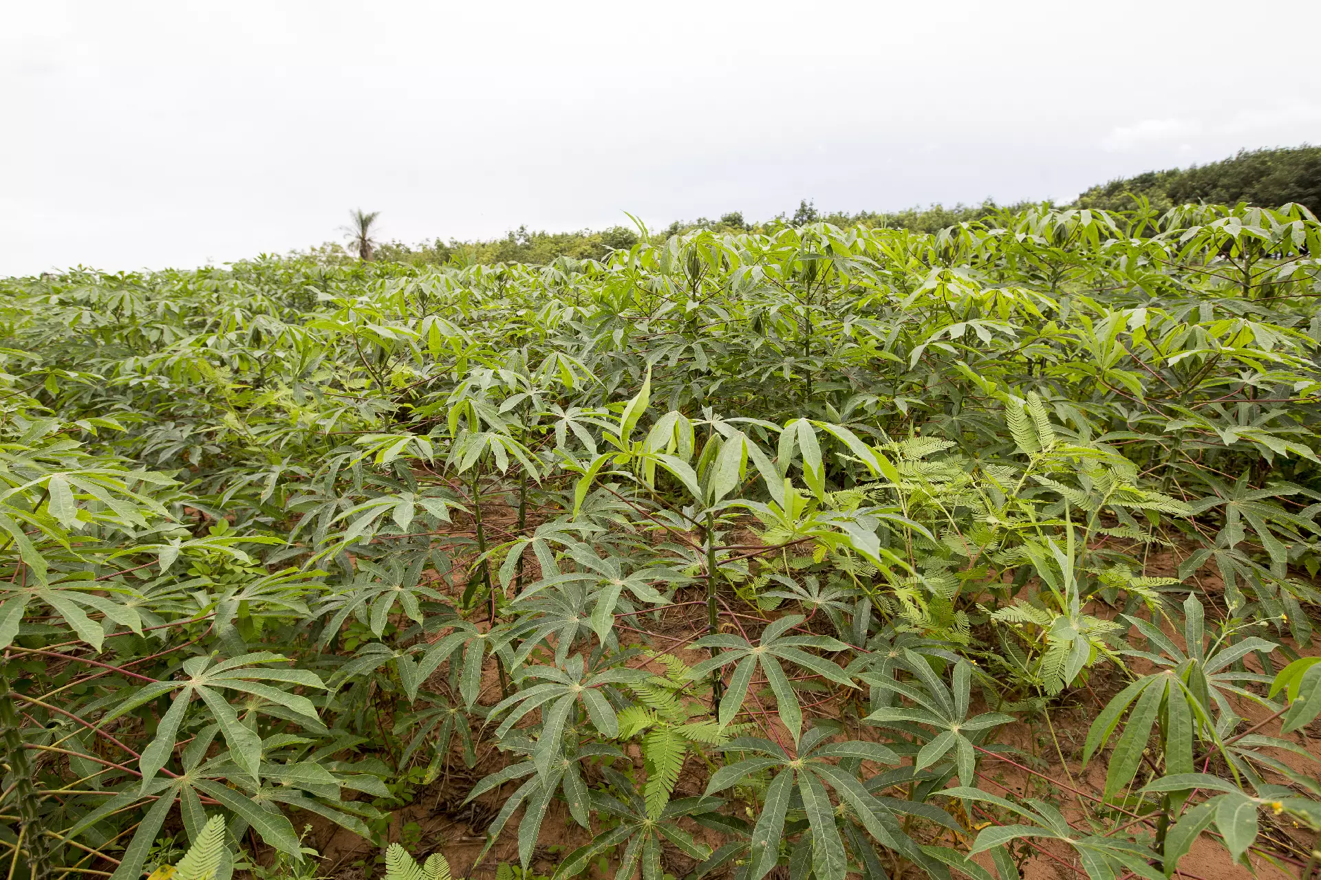 Cassava crop field