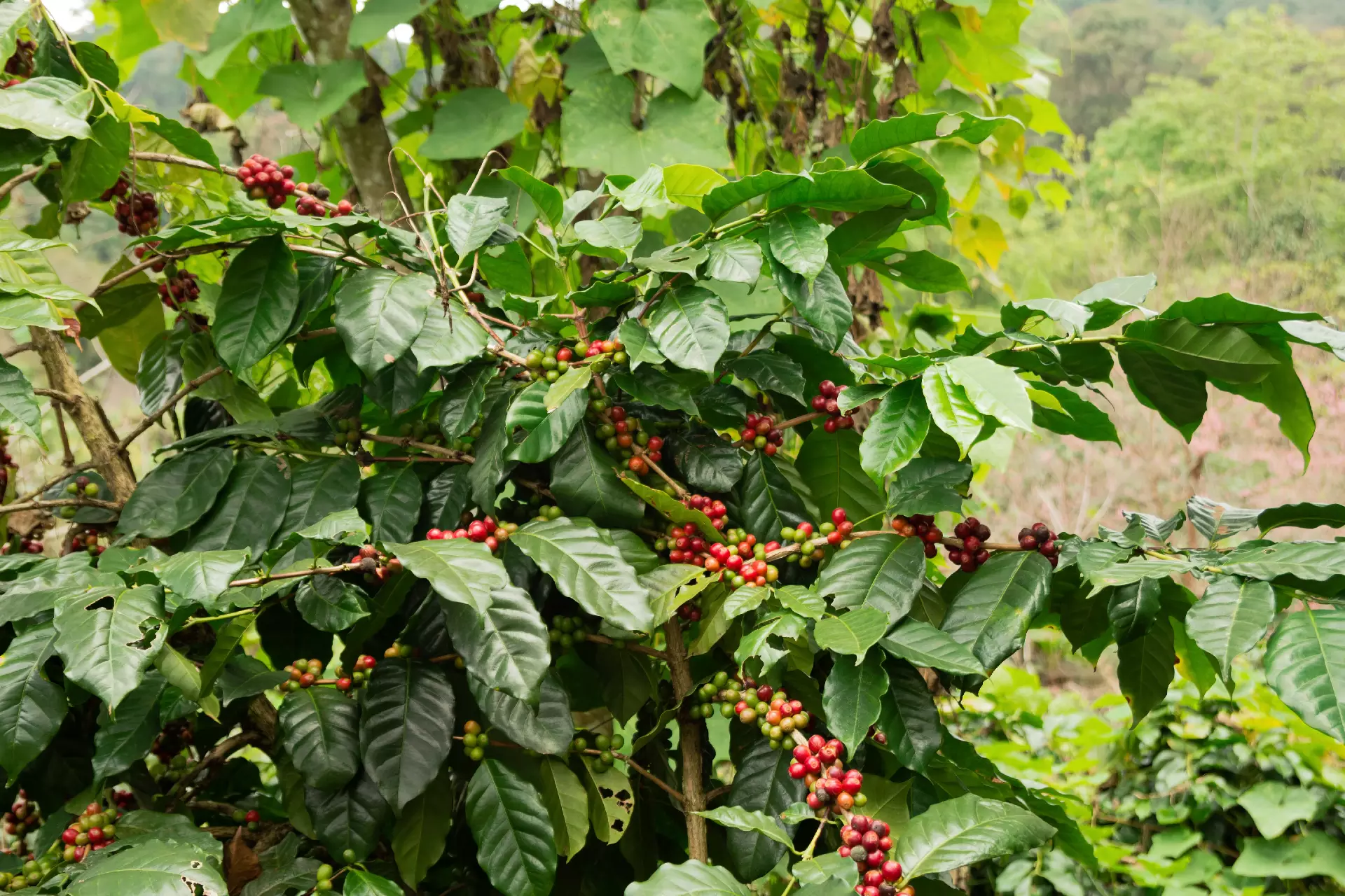 Coffee crop field