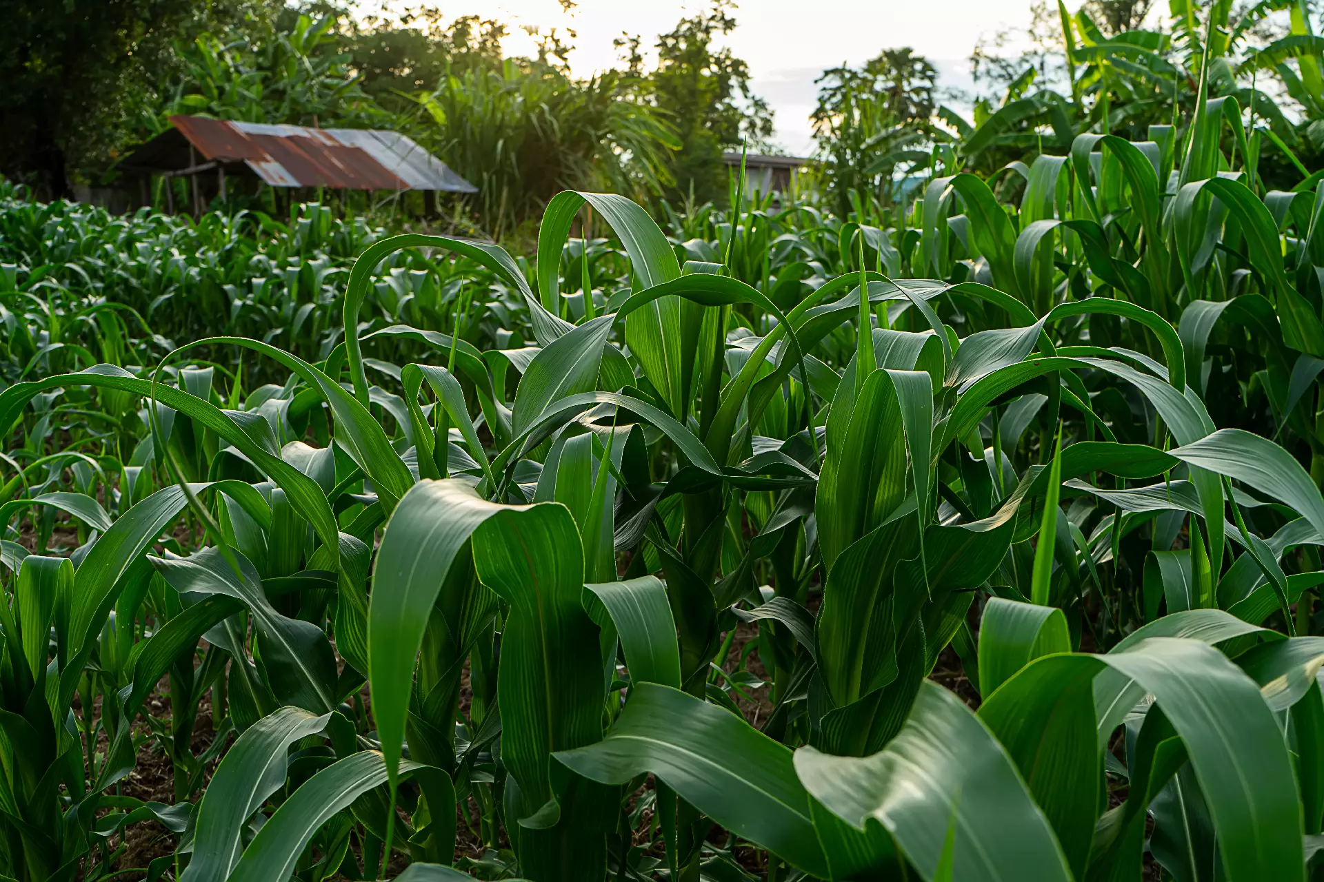 Maize crop field