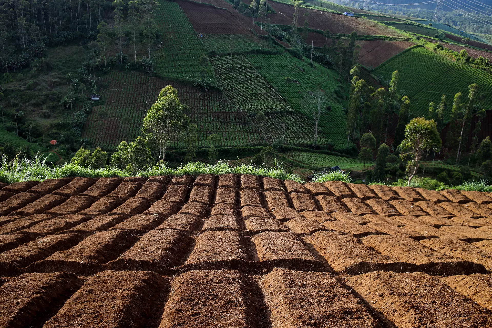 Agricultural field support for Growmate Uganda product portfolio