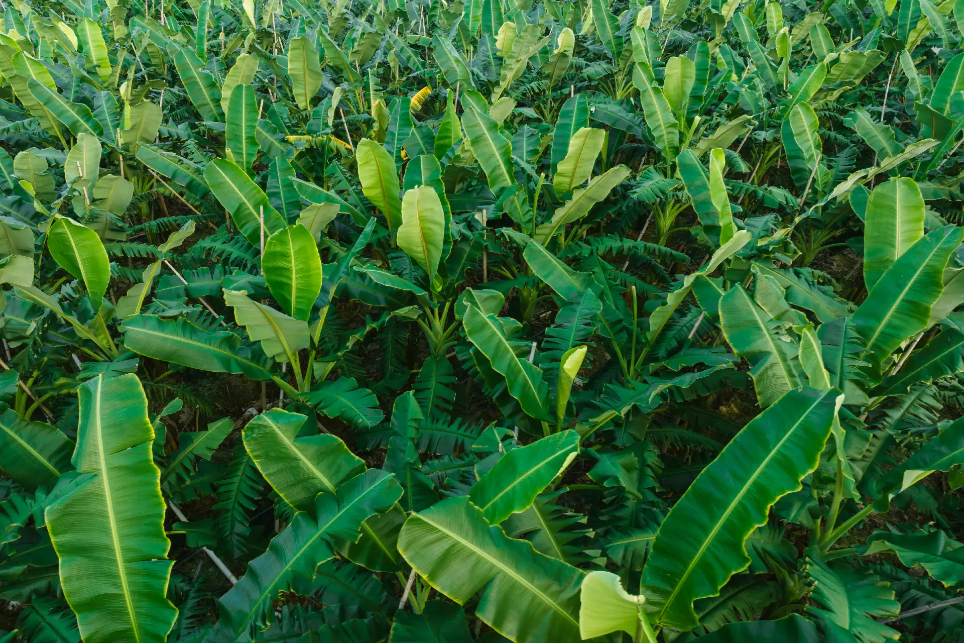 Crop Nutrition