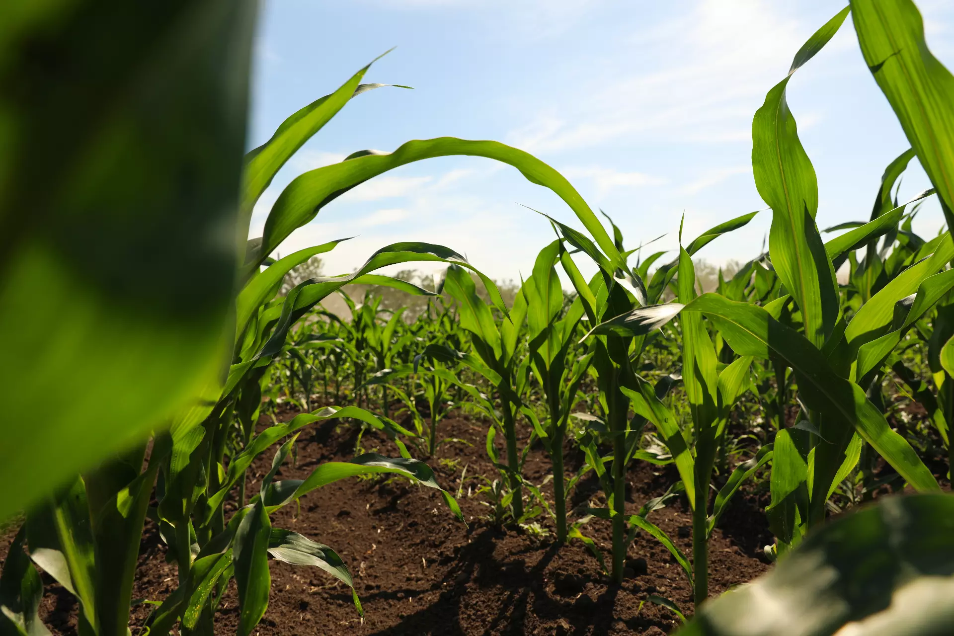 Herbicides